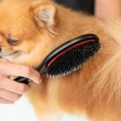 TAURO PRO LINE Prestige Boar Bristles With Nylon -Small thumbnail
